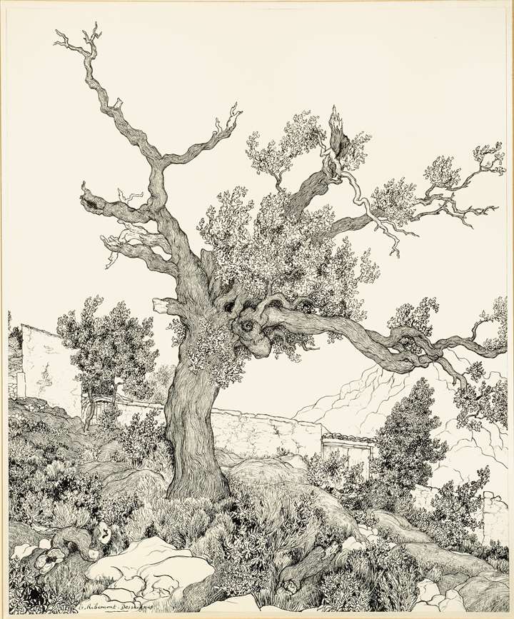 An Olive Tree near Saint-Paul-de-Vence